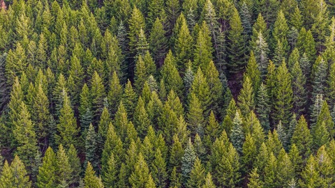 hay mas arboles en la tierra que estrellas en la via lactea