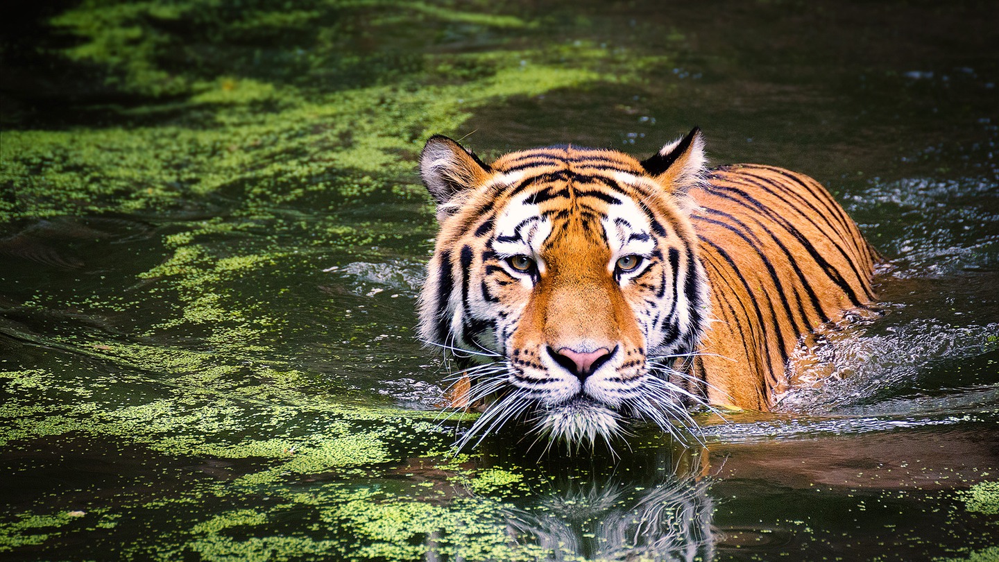 hay tigres en africa