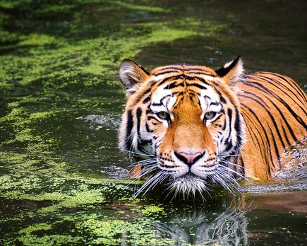 hay tigres en africa