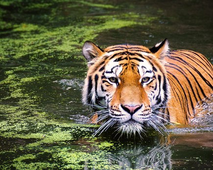 hay tigres en africa