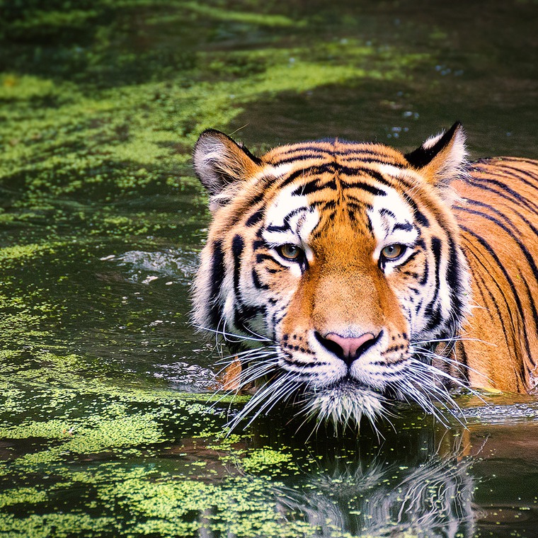 hay tigres en africa