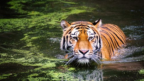 hay tigres en africa