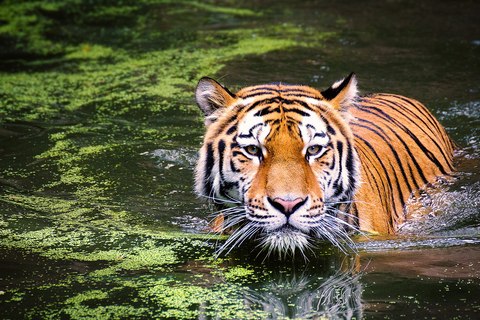 hay tigres en africa