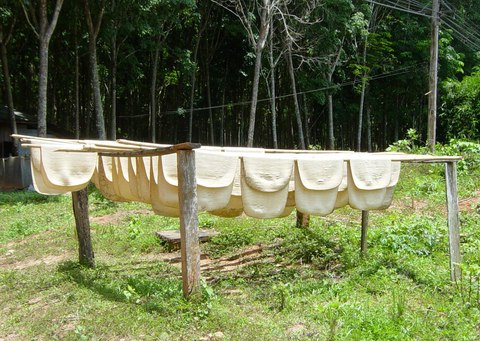 Láminas de caucho de color crema colgadas en una estructura de madera para secarse al aire