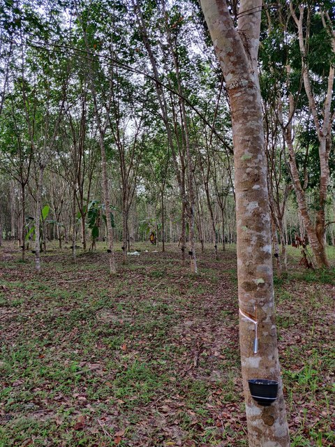 Hileras de árboles de caucho de troncos finos en una plantación con el suelo cubierto de hojas