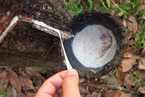 sangrado de un arbol de caucho