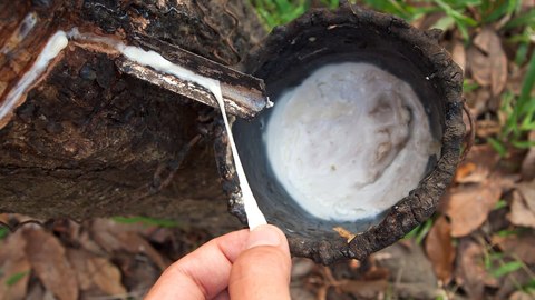 sangrado de un arbol de caucho
