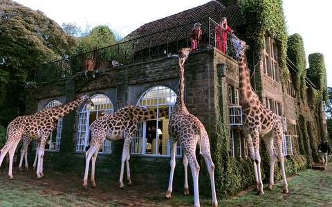 giraffe manor