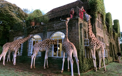 giraffe manor