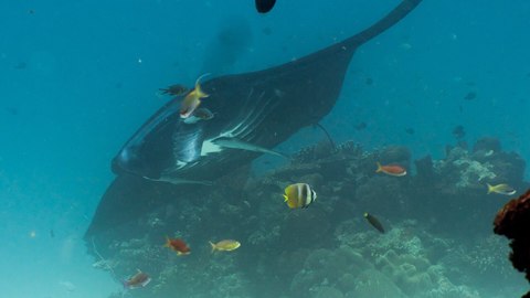 bucear con mantas nusa penida