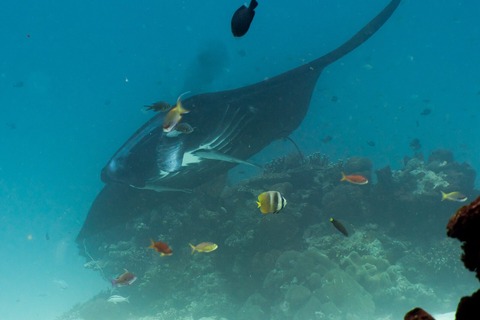 bucear con mantas nusa penida