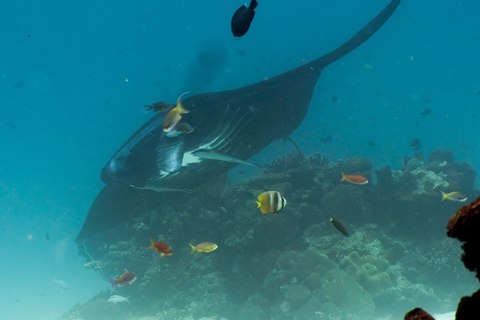 bucear con mantas nusa penida