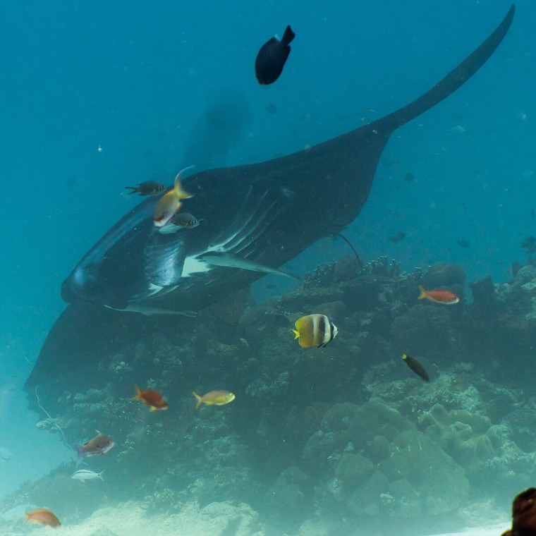 bucear con mantas nusa penida