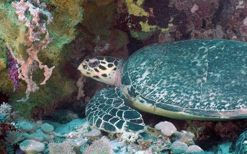 Tortuga marina nadando sobre el arrecife de la isla de Menjangan