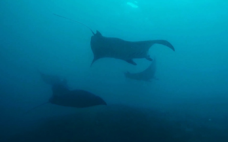 inmersion sekolah dasar point