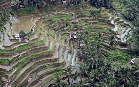 bali ubud