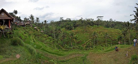 arrozales tegallalang bali