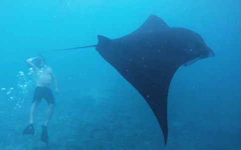 buceando con mantas de arrecife nusa pedina 2