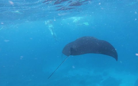 buceando con mantas de arrecife nusa pedina 3