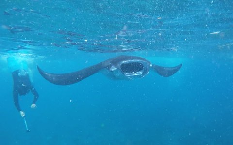 buceando con mantas de arrecife nusa pedina