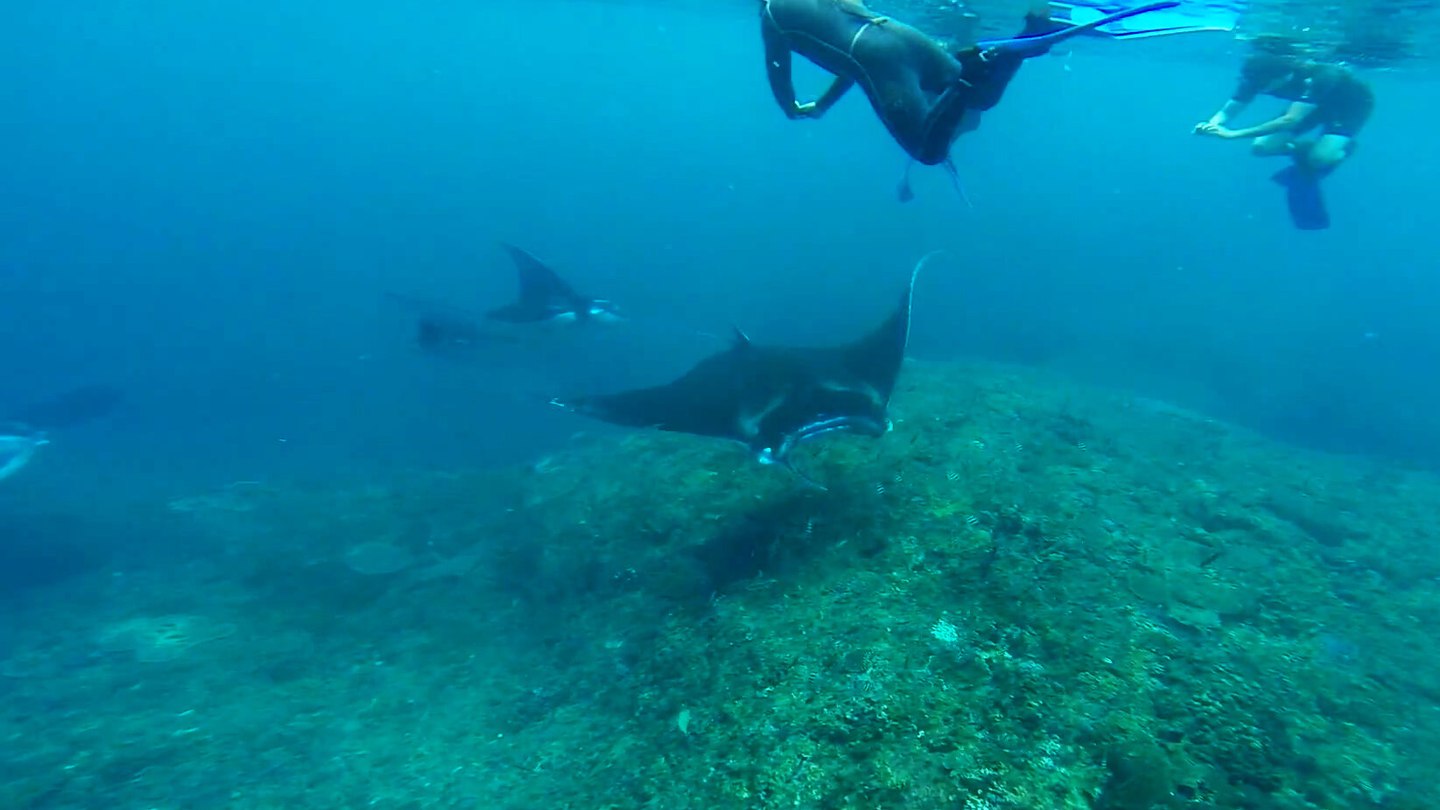 buceo y snorkel con mantas nusa penida