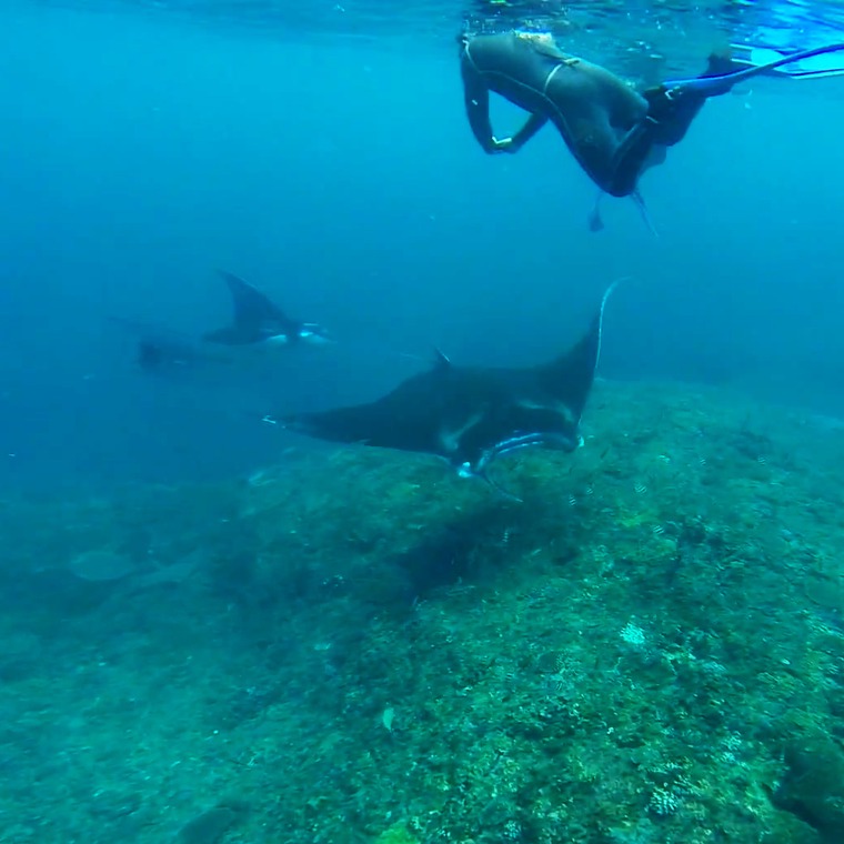 buceo y snorkel con mantas nusa penida