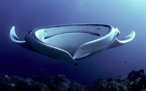 manta gigante