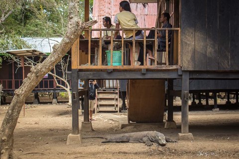 son peligrosos los dragones de komodo convivencia