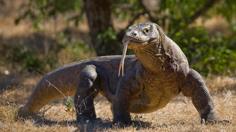¿ son peligrosos los dragones de komodo?