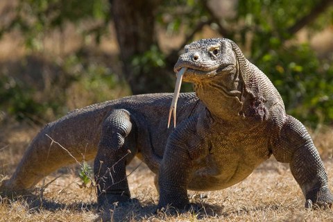 son peligrosos los dragones de komodo