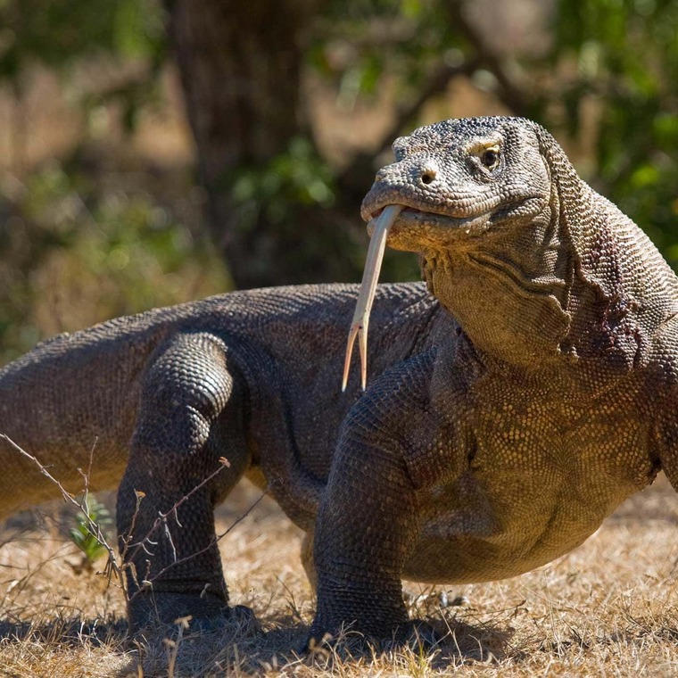 son peligrosos los dragones de komodo