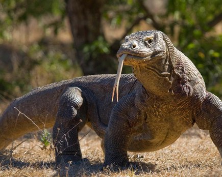 son peligrosos los dragones de komodo