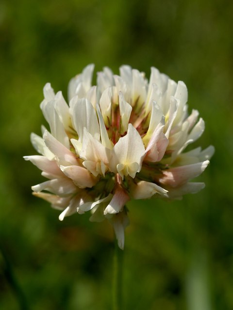 trebol shamrock