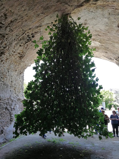 higuera invertida
