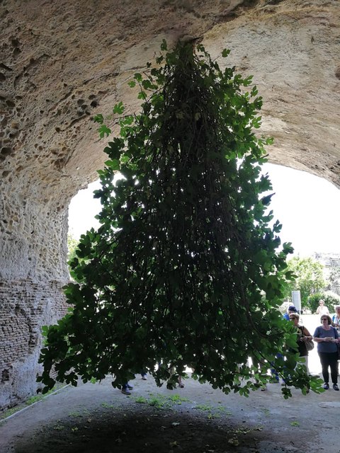 higuera invertida