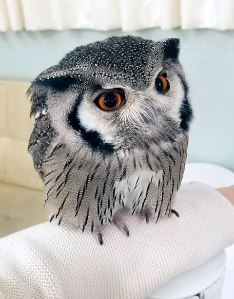 owl cafe akiba fukurou