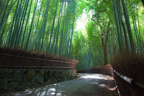 bosque de bambu de arashiyama kioto japon