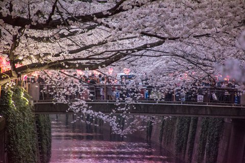 cerezos en flor tokio japon