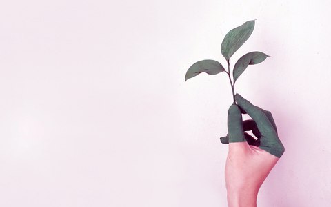 planta sombra luz