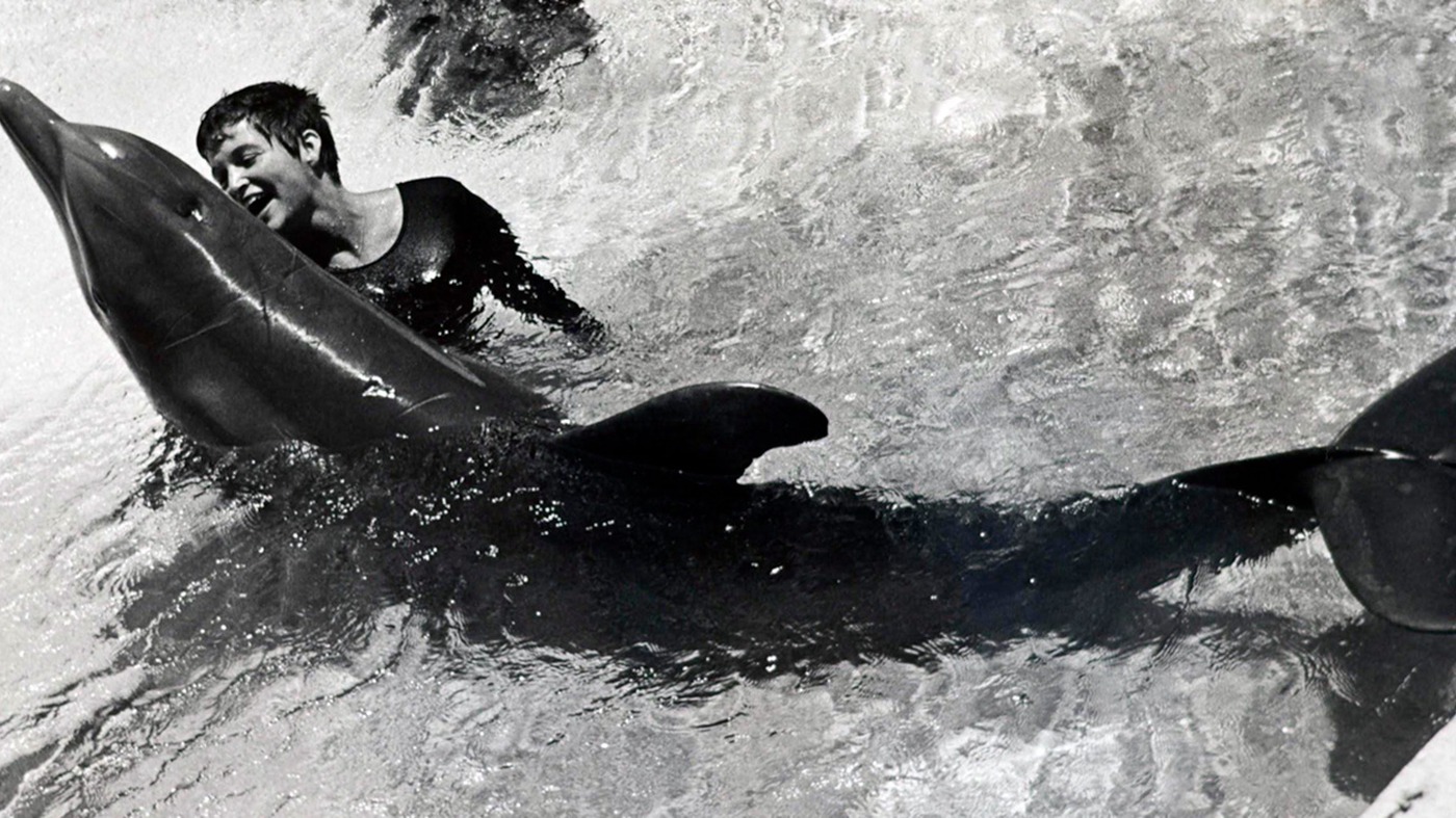 margaret howe lovatt la mujer que susurraba a los delfines