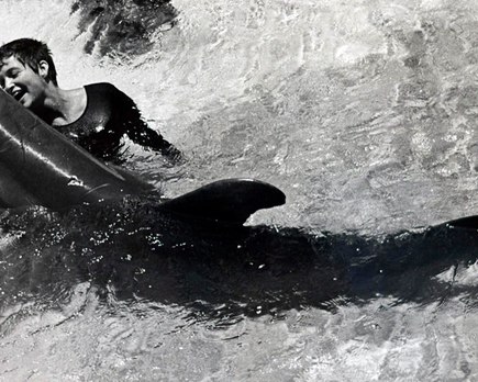margaret howe lovatt la mujer que susurraba a los delfines