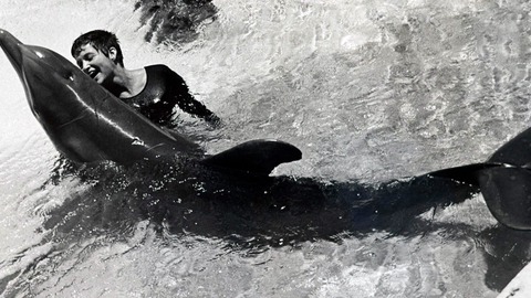 margaret howe lovatt la mujer que susurraba a los delfines