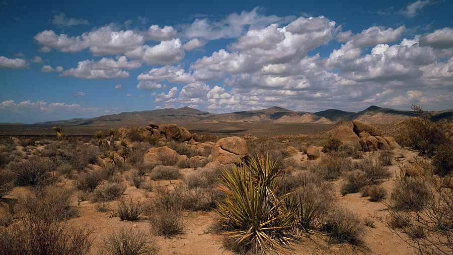 mas personas mueren en los desiertos por ahogamiento que por deshidratacion
