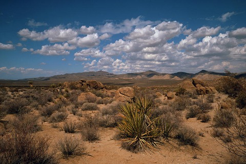 mas personas mueren en los desiertos por ahogamiento que por deshidratacion