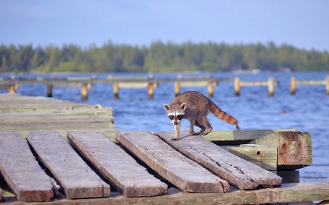 procyon pygmaeus