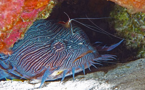 sanopus splendidus