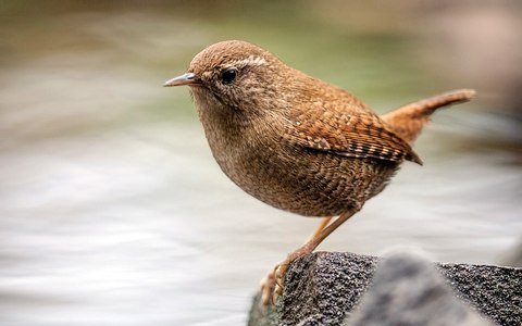 troglodytes beani