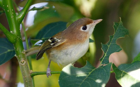 vireo de cozumel