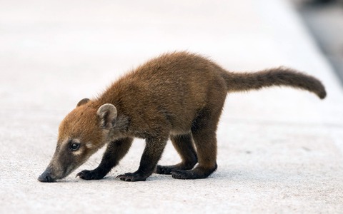 animales unicos isla cozumel coati
