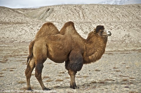 camelus ferus